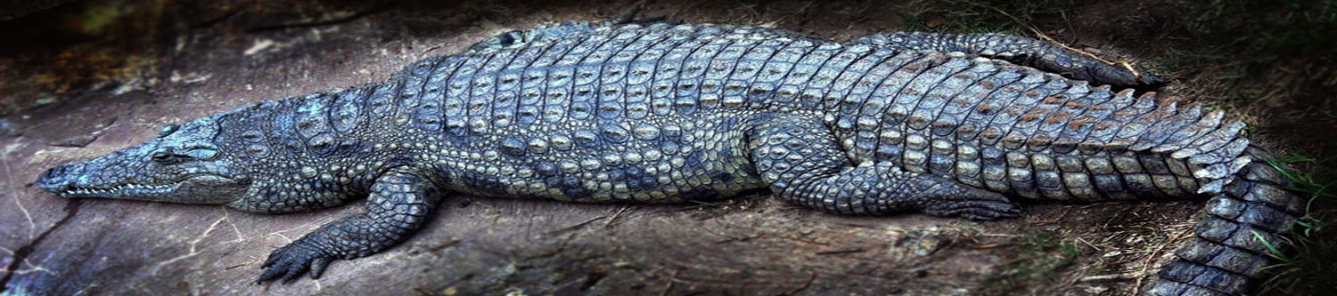 American Alligator