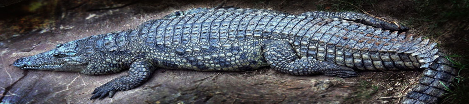 American Alligator